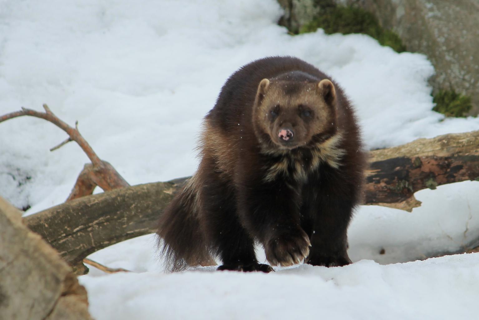 Milngavie's Official Animal: The Wolverine